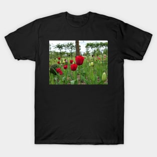 Red tulip flower garden T-Shirt